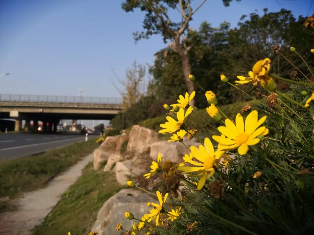 互通區(qū)更換草花，喜迎新年佳節(jié)